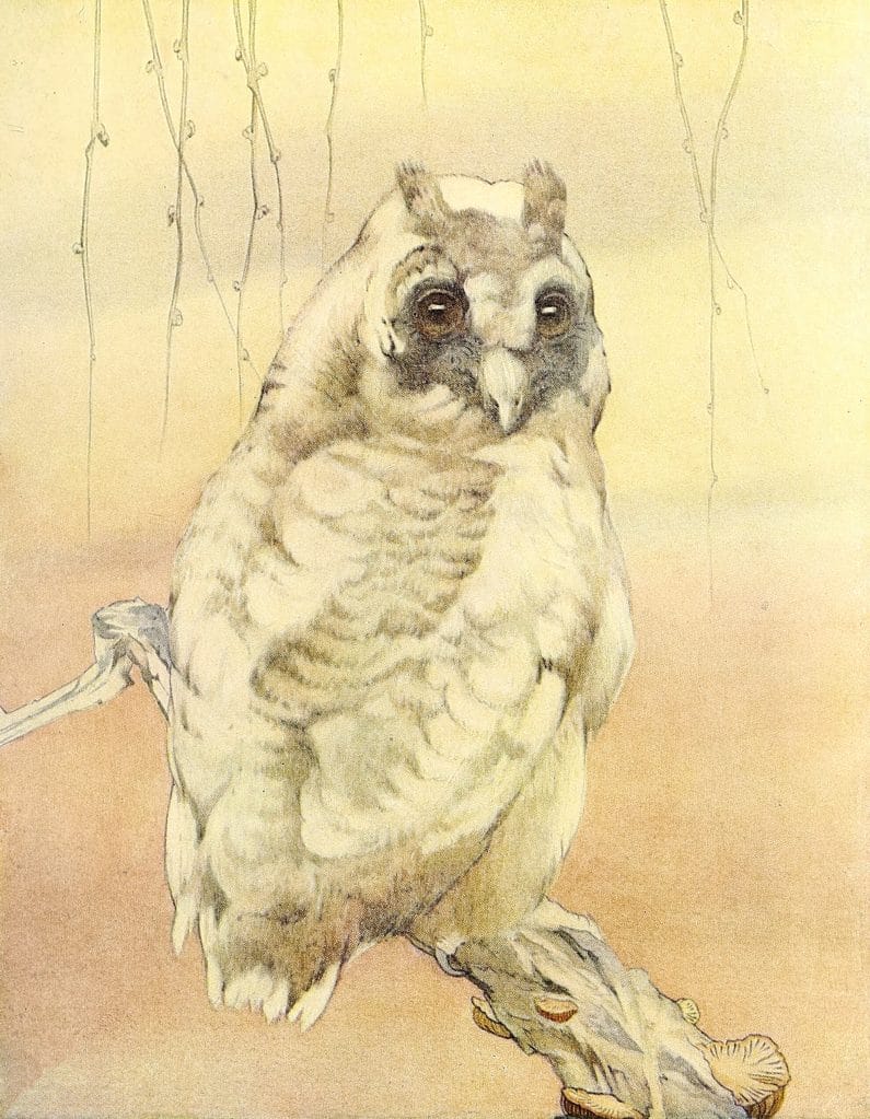 Long Eared Owl Vintage Baby Bird Illustration