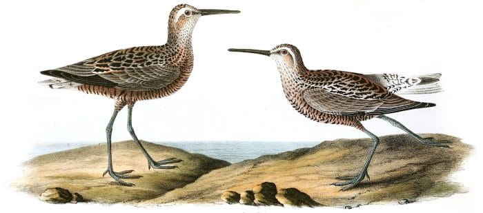Long Legged Sandpipper Bird Vintage Illustrations