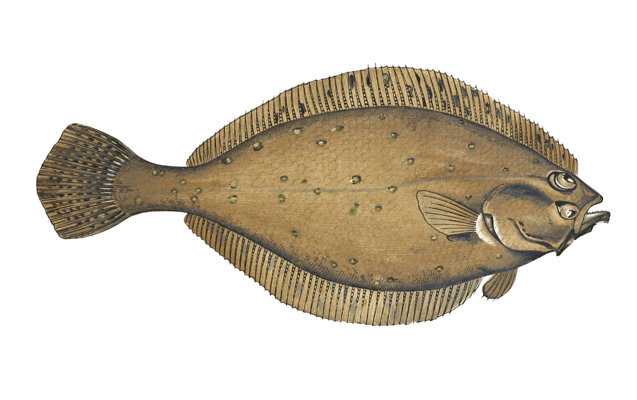 Long Rough Dab Fish Vintage Illustration - Free Vintage Illustrations