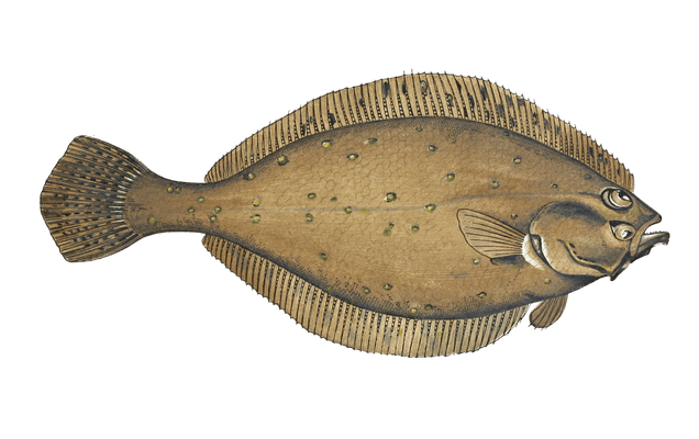 Long Rough Dab Fish Vintage Illustration
