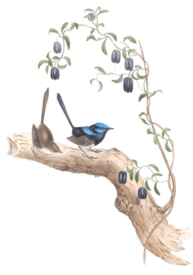 Long Tailed Wren Bird Vintage Illustrations
