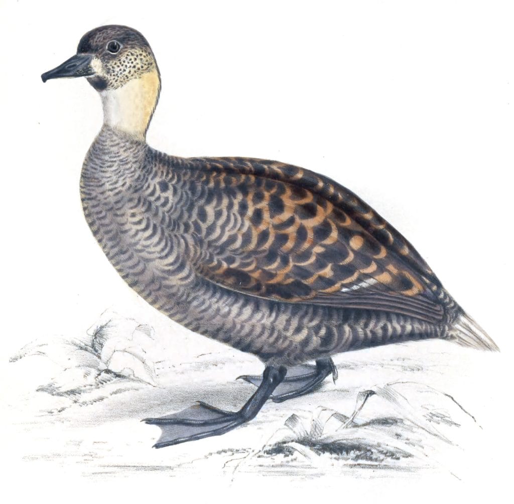 Long tailed Duck clangula leuconotus copy