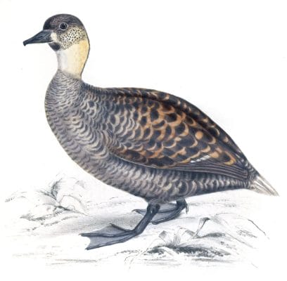 Long tailed Duck clangula leuconotus copy