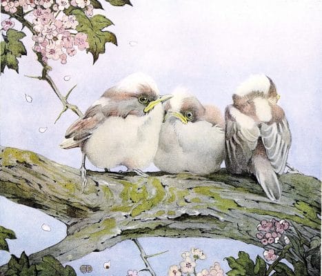 Long tailed Tit Vintage Baby Bird Illustration