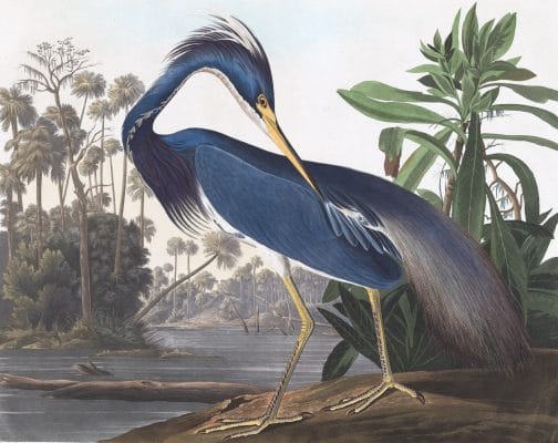 Louisiana Heron Bird Vintage Illustrations