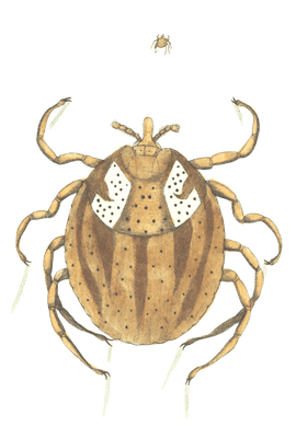 Lozenge Acarus Vintage Insect Illustration