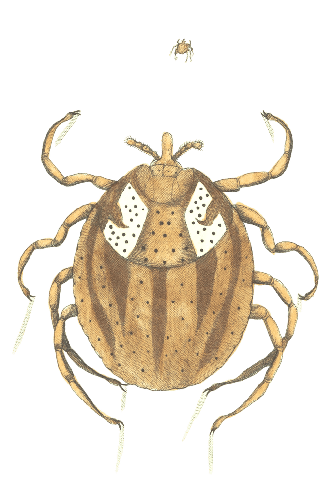 Lozenge Acarus Vintage Insect Illustration