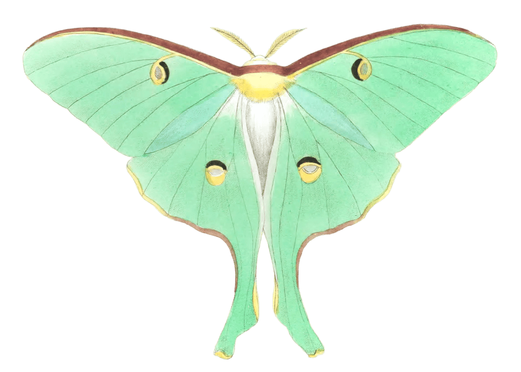 Luna Moth Vintage Illustration