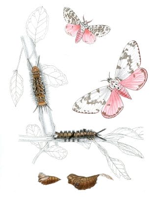 Lymantria-Grandis-Moth-Vintage-Illustration