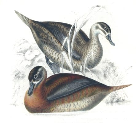 Maccoa Duck Oxyura maccoa copy