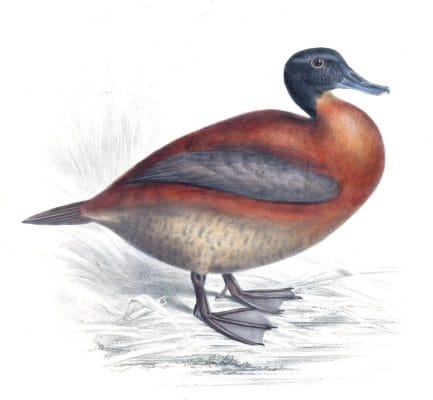 Maccoa Duck Oxyura maccoa male copy