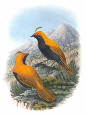 Macgregors-Bird-Of-Paradise-Cnemophilus-Macgregori-Vintage-Illustration-1