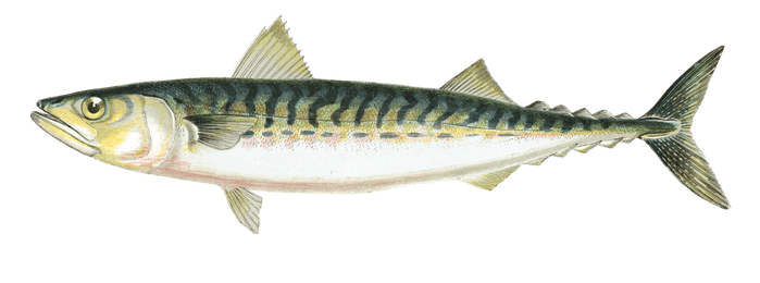 Mackarel Fish Vintage Illustration