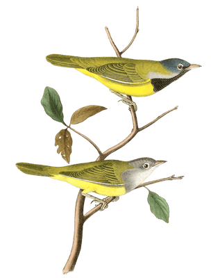 Macqillevrays Ground Warbler Bird Vintage Illustrations