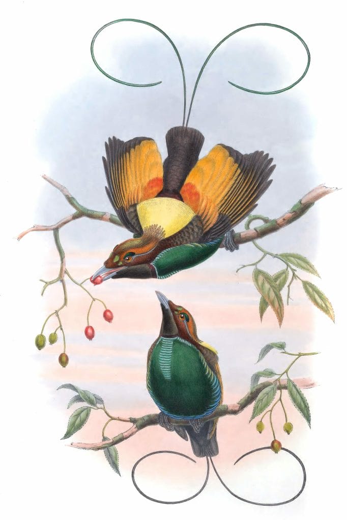 Magnificent Bird Of Paradise Diphyllodes Chrysoptera Vintage Illustration