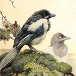 Magpie baby Vintage Baby Bird Illustration