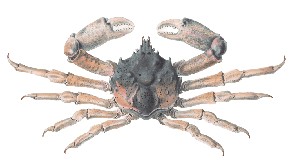 Majid crab Antilibinia Smithii