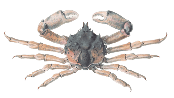 Majid crab Antilibinia Smithii