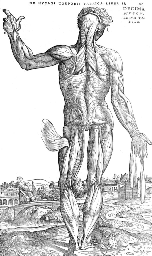 Male Anatomy Muscles From Rear 2 Vintage Anatomy Illustrations