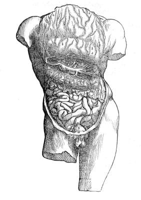 Male Digestve System Internal Organs 4 Vintage Anatomy Illustrations