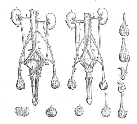 Male Reproductive System Penis And Scrotum Vintage Anatomy Illustrations