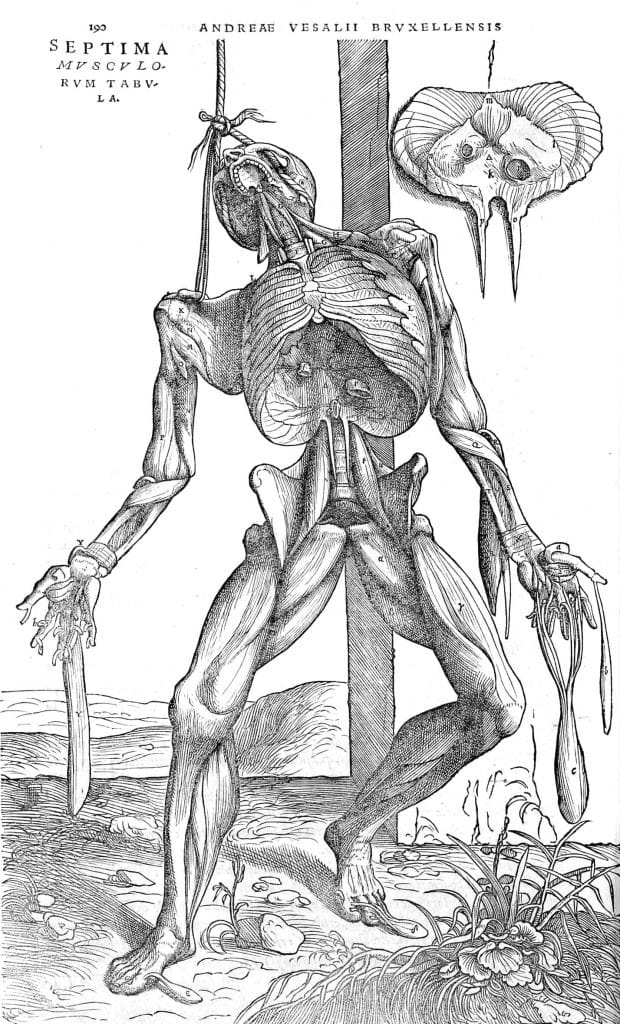 Male Skeleton Disection Vintage Anatomy Illustrations