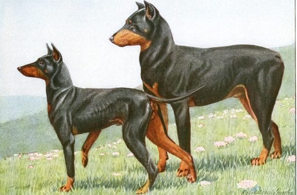 Manchester Terrierm Doberman Pinscher dogs Vintage Illustrations