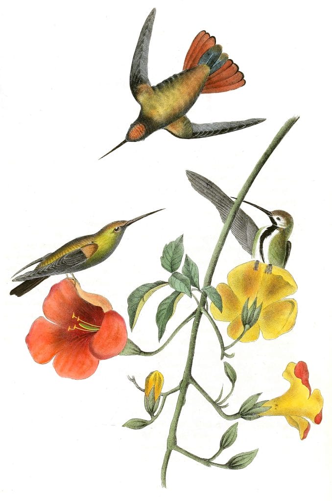 Mango Humming bird Vintage Illustrations
