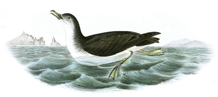 Manks Shearwater Bird Vintage Illustrations