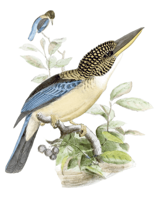 Mantled Kingfisher 2 Bird Vintage Illustration