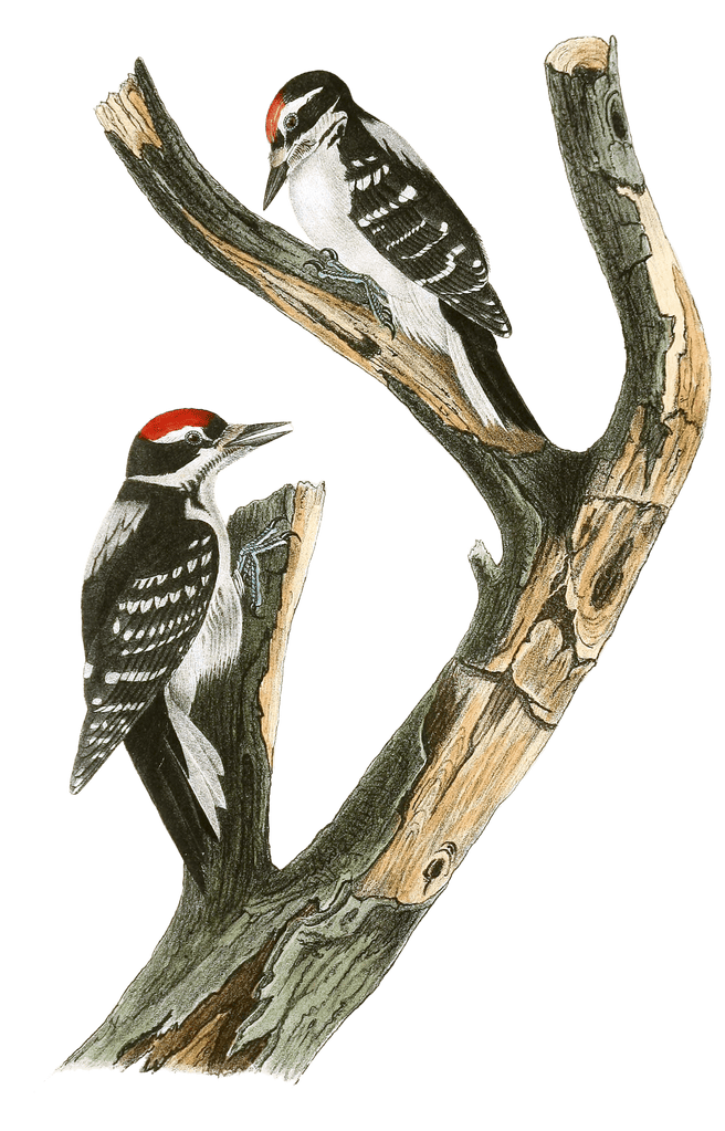 Marias Woodpecker Bird Vintage Illustrations