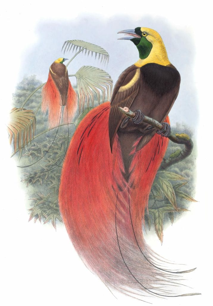Marquis Raggis Bird Of Paradise Vintage Illustration