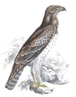 Martial Eagle - Vintage Bird Illustrations