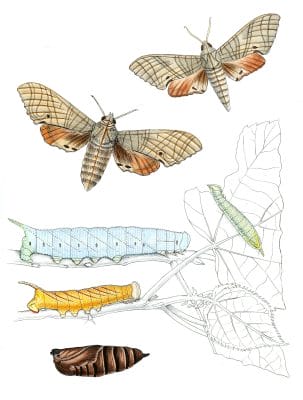 Marumba-Dyras-Moth-Vintage-Illustration