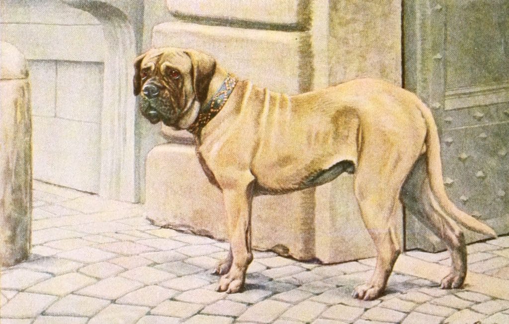 Mastiff dog Vintage Illustrations