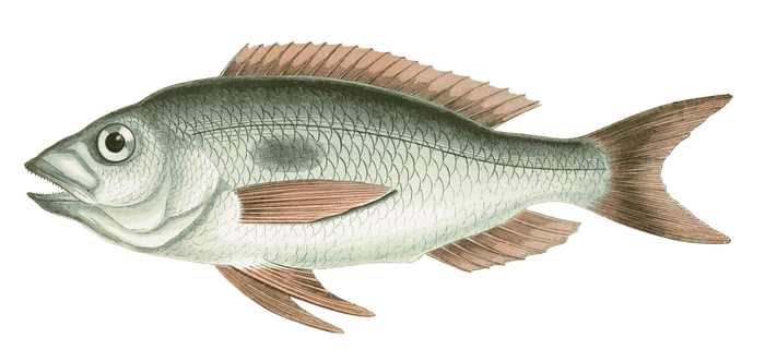 Mendole Fish Vintage Illustration