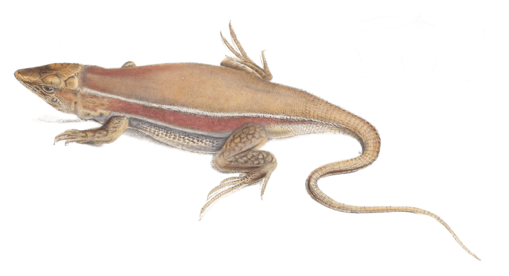 Meroles ctenodactylus Lizard Acanthodactylus Capensis Vintage Illustration
