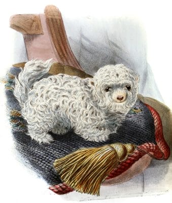 Mexican Lap Dog Canis Familiaris Vintage Illustration