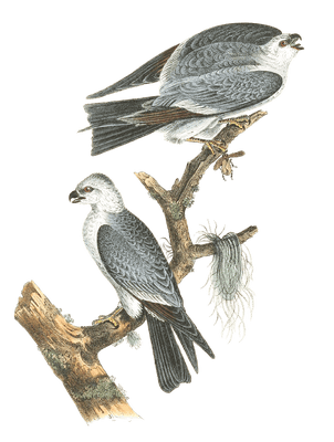 Mississipi Kite Bird Vintage Illustrations