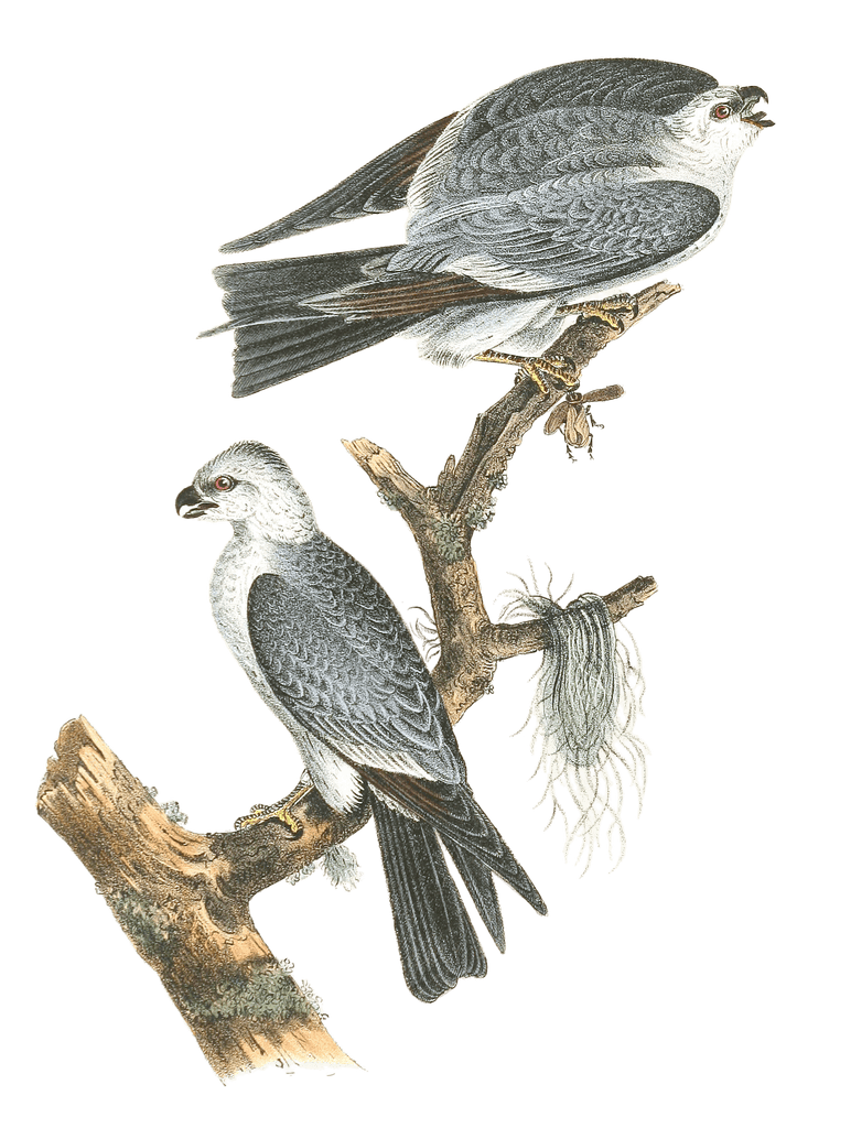 Mississipi Kite Bird Vintage Illustrations