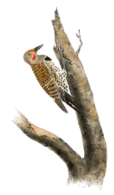 Missouri Red Moustached Woodpecker Bird Vintage Illustrations