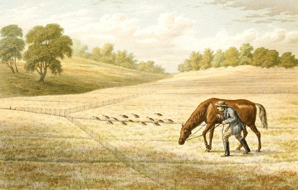 Mode of Capturing Partridges in Scania Vintage Hunting illustration