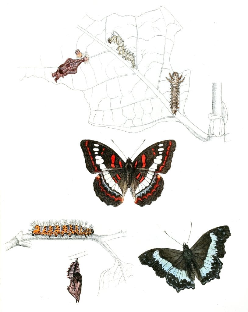 Moduza-Calidasa-Vanessa-Haronica-with-caterpillar-and-pupa