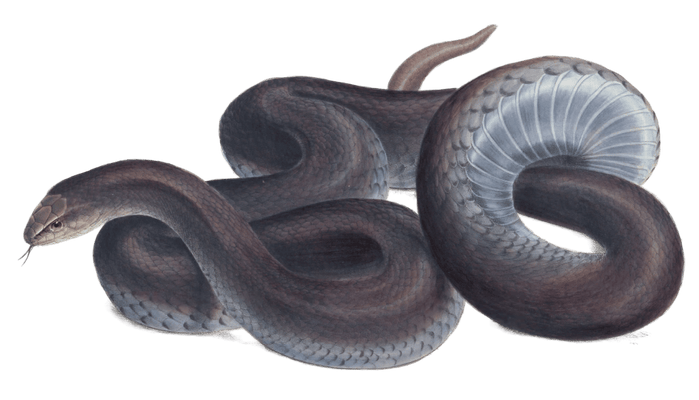 Mole Snake Coluber Canus D Vintage Illustration
