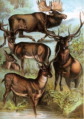 Moose Deer Elk Virginia Deer and Axis Vintage Illustrations