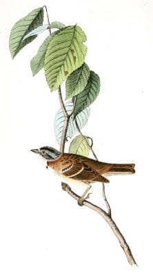Mortons Finch Bird Vintage Illustrations