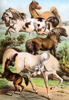 Mustang Arabian Horse and Shetland Pony Vintage Illustrations