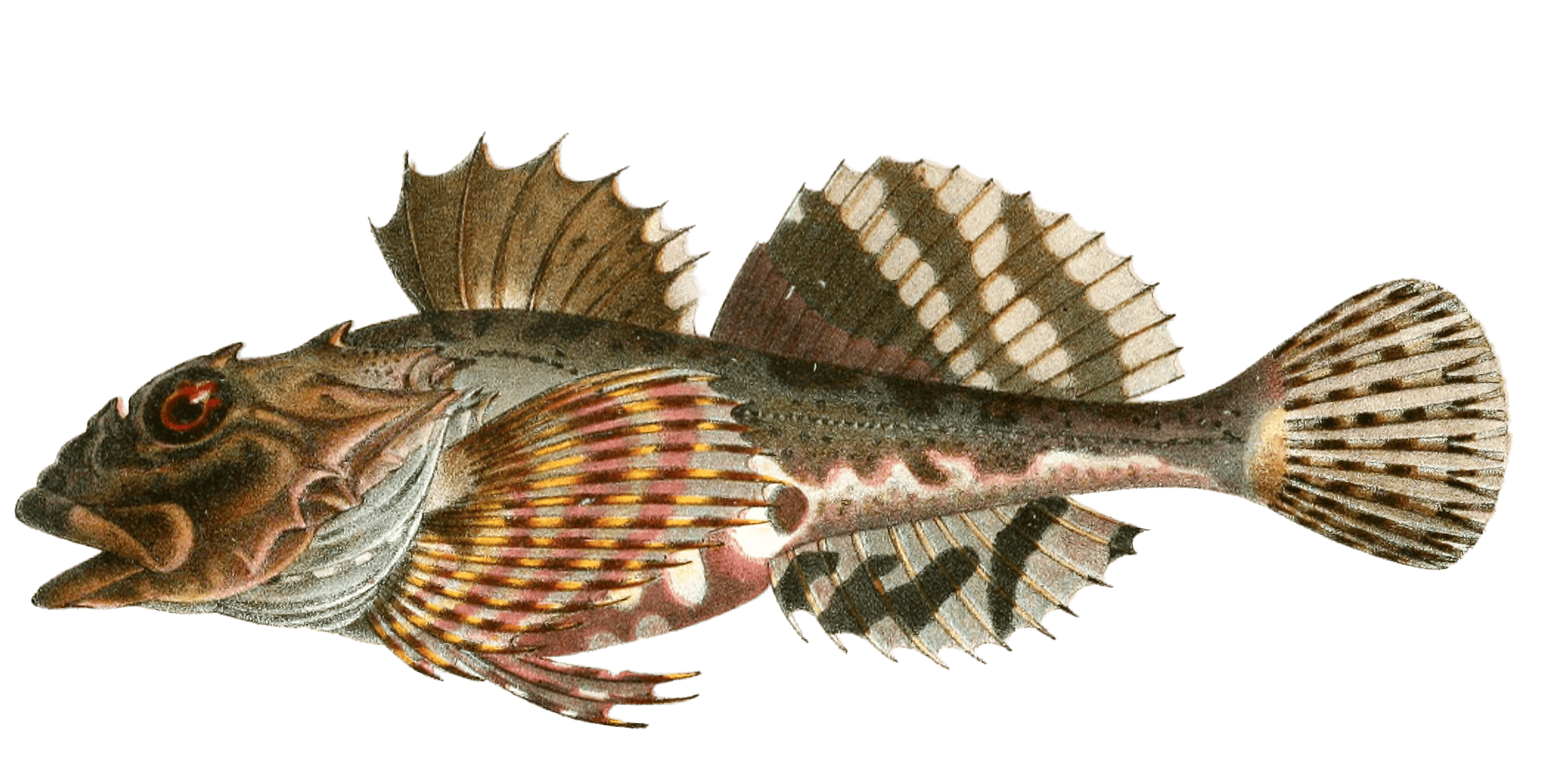 Myoxocephalus scorpius Fish Vintage illustration - Free Vintage ...
