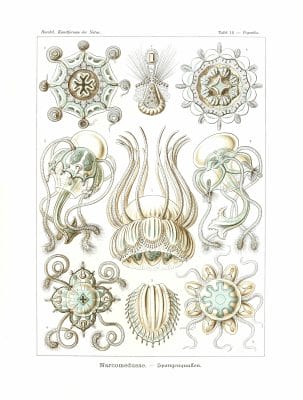Narcomedusae Vintage Jellyfish Illustration