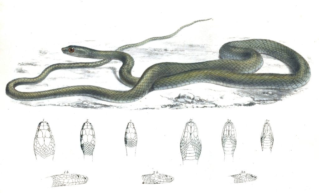 Natal green snake Dendrophis Natalensis Vintage Illustration